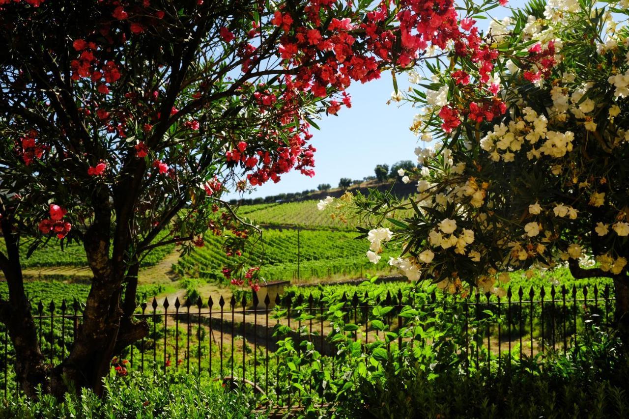 Quinta Do Monte Travesso - Country Houses & Winery Tabuaco Ngoại thất bức ảnh